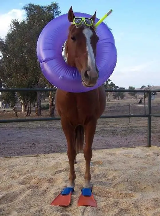 Equestrian surface drainage